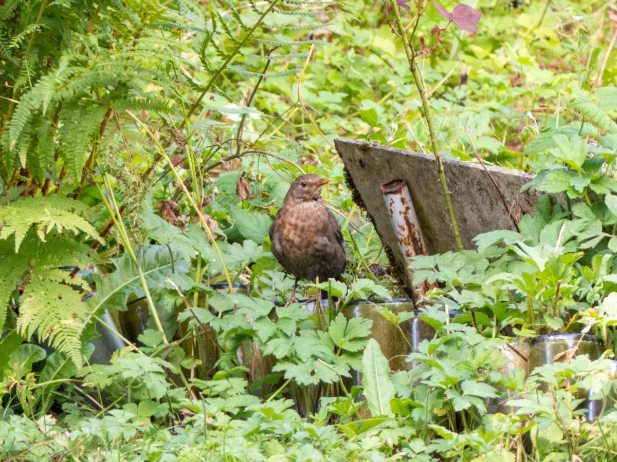 Appartement Entier Dans Un Ecrin De Verdure タン エクステリア 写真